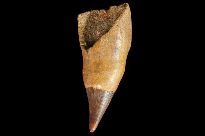 Ichthyosaur (Platypterygius) Tooth - Russia #66755